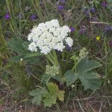 Heracleum dissectum