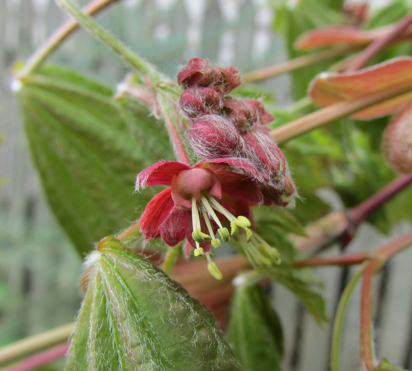 Image of Acer circinatum specimen.