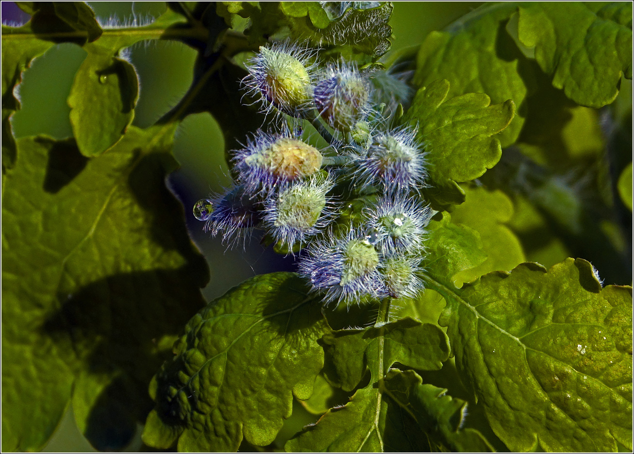 Image of Chelidonium majus specimen.