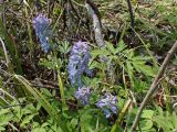 Corydalis turtschaninovii