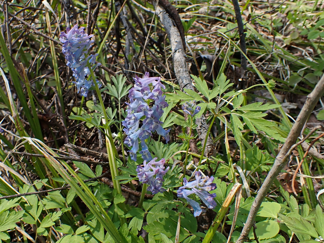 Image of Corydalis turtschaninovii specimen.