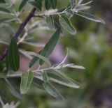 Elaeagnus angustifolia. Верхушка побега. Грузия, край Самцхе-Джавахети, окраина с. Тмогви, 100 м от оз Цунда, горный склон. 17 мая 2025 г.