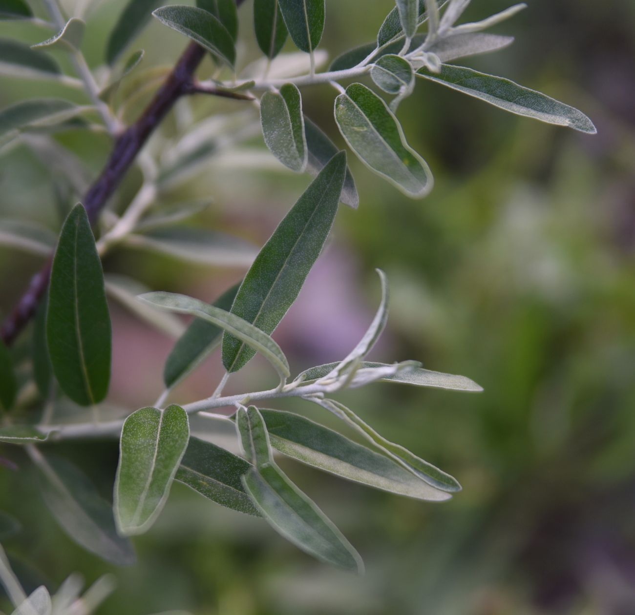 Image of Elaeagnus angustifolia specimen.