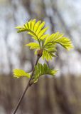 Sorbus aucuparia subspecies glabrata. Побег с молодыми листьями. Мурманск, Октябрьский р-н, окр. оз. Среднее, смешанный лес с доминированием Betula. 31.05.2025.
