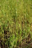 Bromus hordeaceus