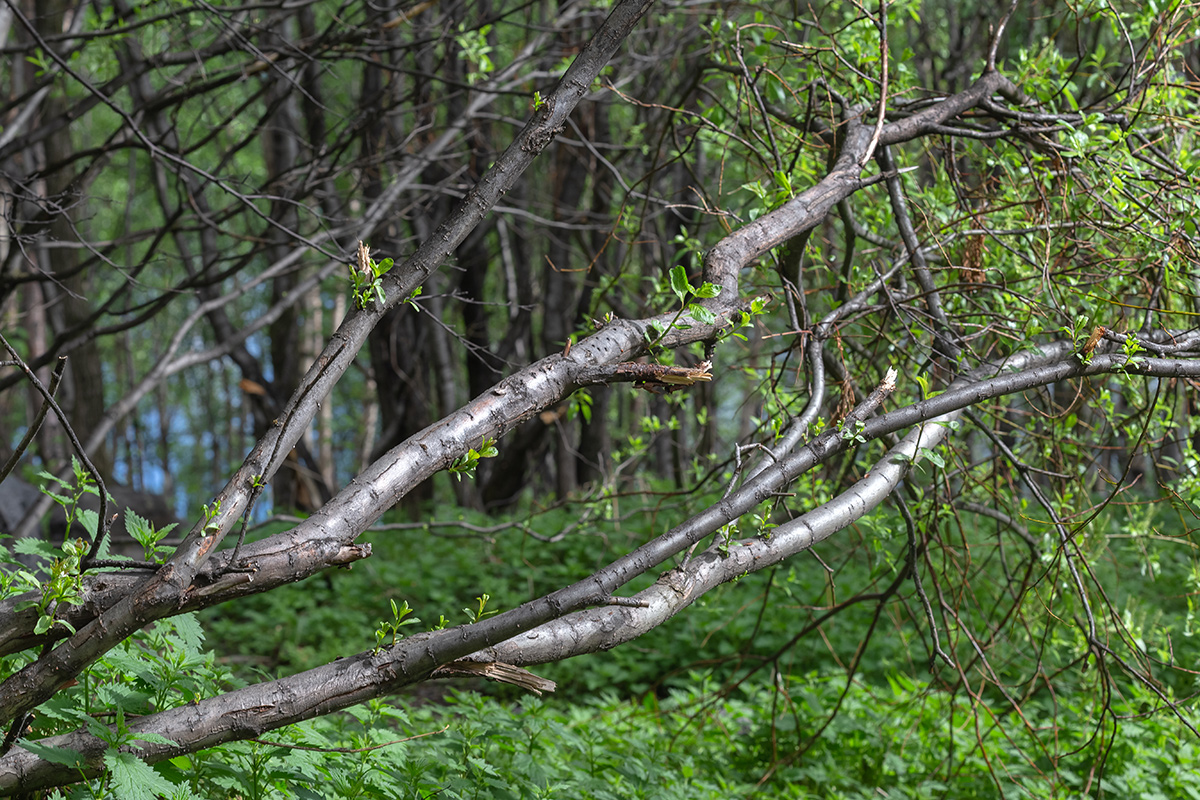 Изображение особи Salix phylicifolia.