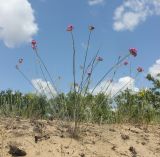 Dianthus platyodon