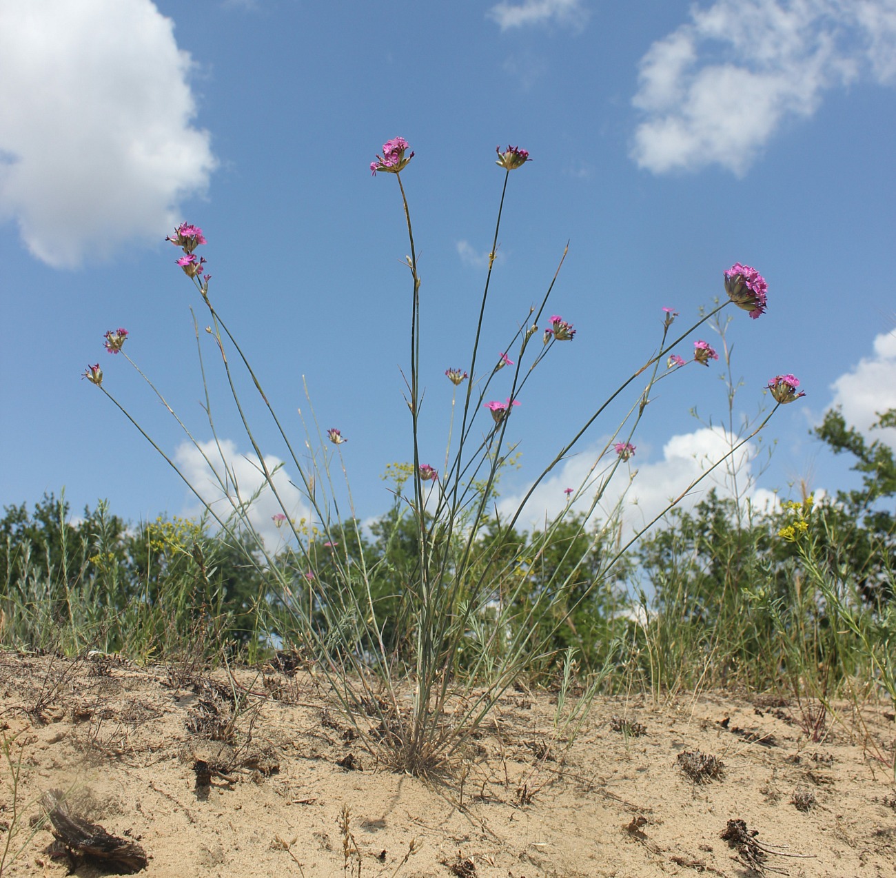 Изображение особи Dianthus platyodon.