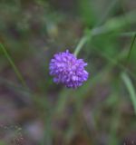 семейство Dipsacaceae