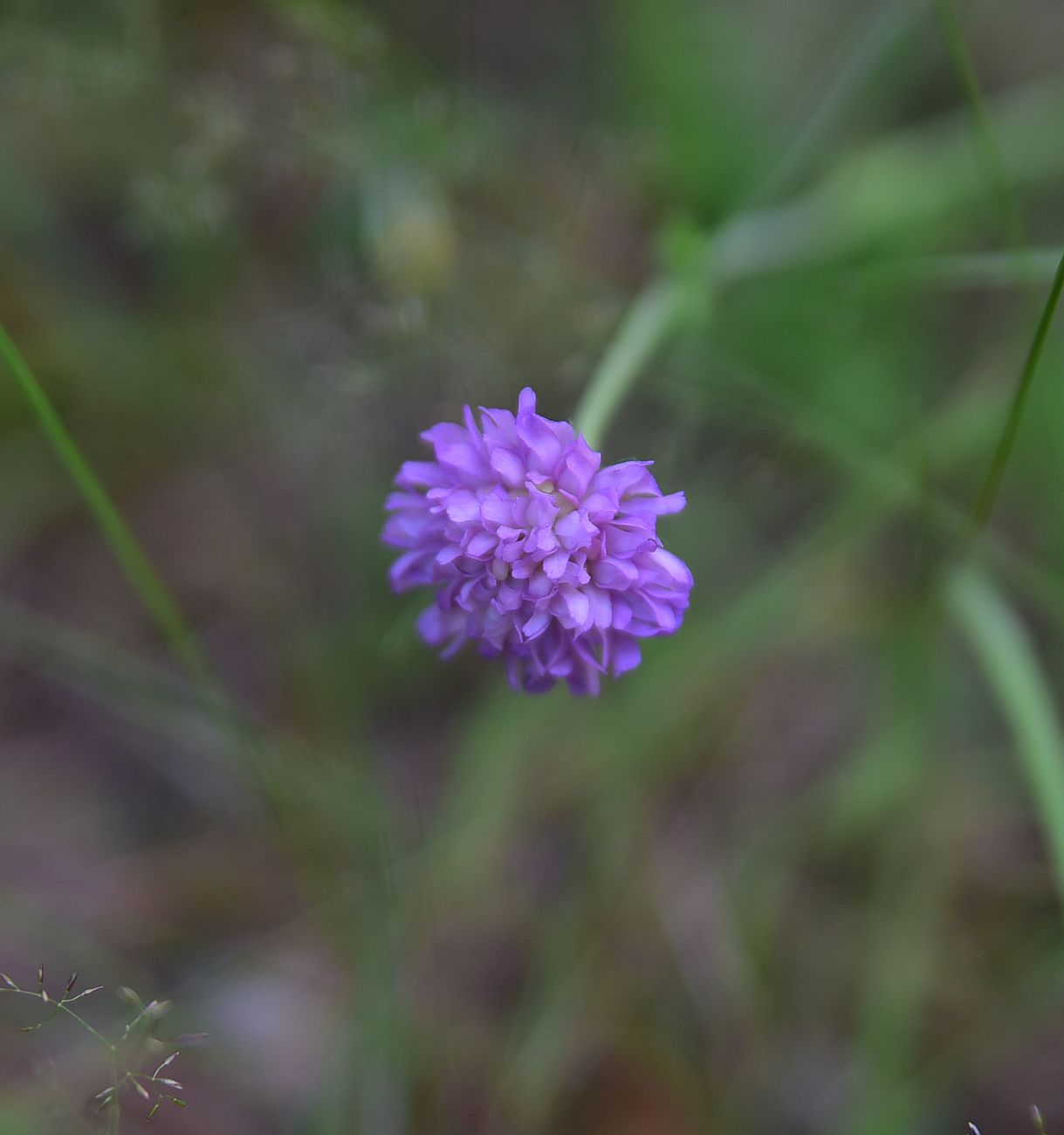 Изображение особи семейство Dipsacaceae.