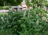 Aesculus parviflora. Цветущие растения. Калининград, Калининградский зоопарк, в озеленении. 31.07.2025.