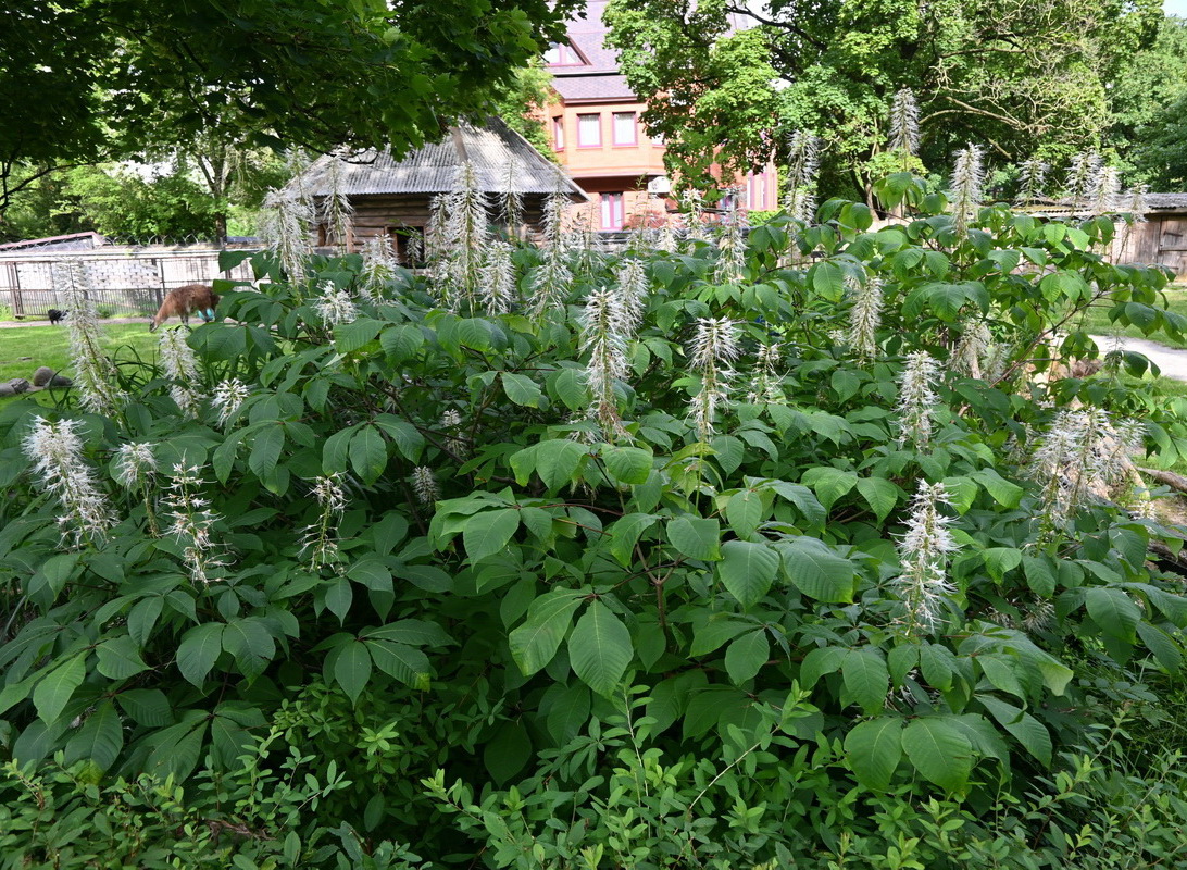 Изображение особи Aesculus parviflora.