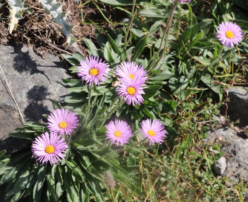 Image of Aster alpinus specimen.