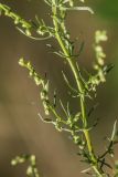 genus Artemisia. Часть побега с соцветиями. Калужская обл., Перемышльский р-н, дол. р. Жиздра, песчаный склон у реки. 13.08.2025.