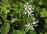Amelanchier alnifolia. Верхушка цветущей веточки. Пермский край, г. Пермь, Свердловский р-н, м-н Липовая Гора, опушка в хвойном лесу. 25.05.2025.
