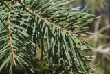 Pseudotsuga menziesii