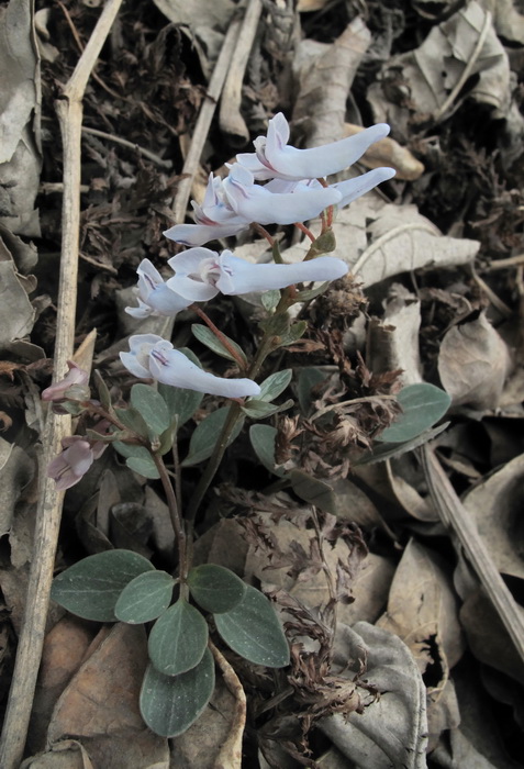 Изображение особи Corydalis repens.