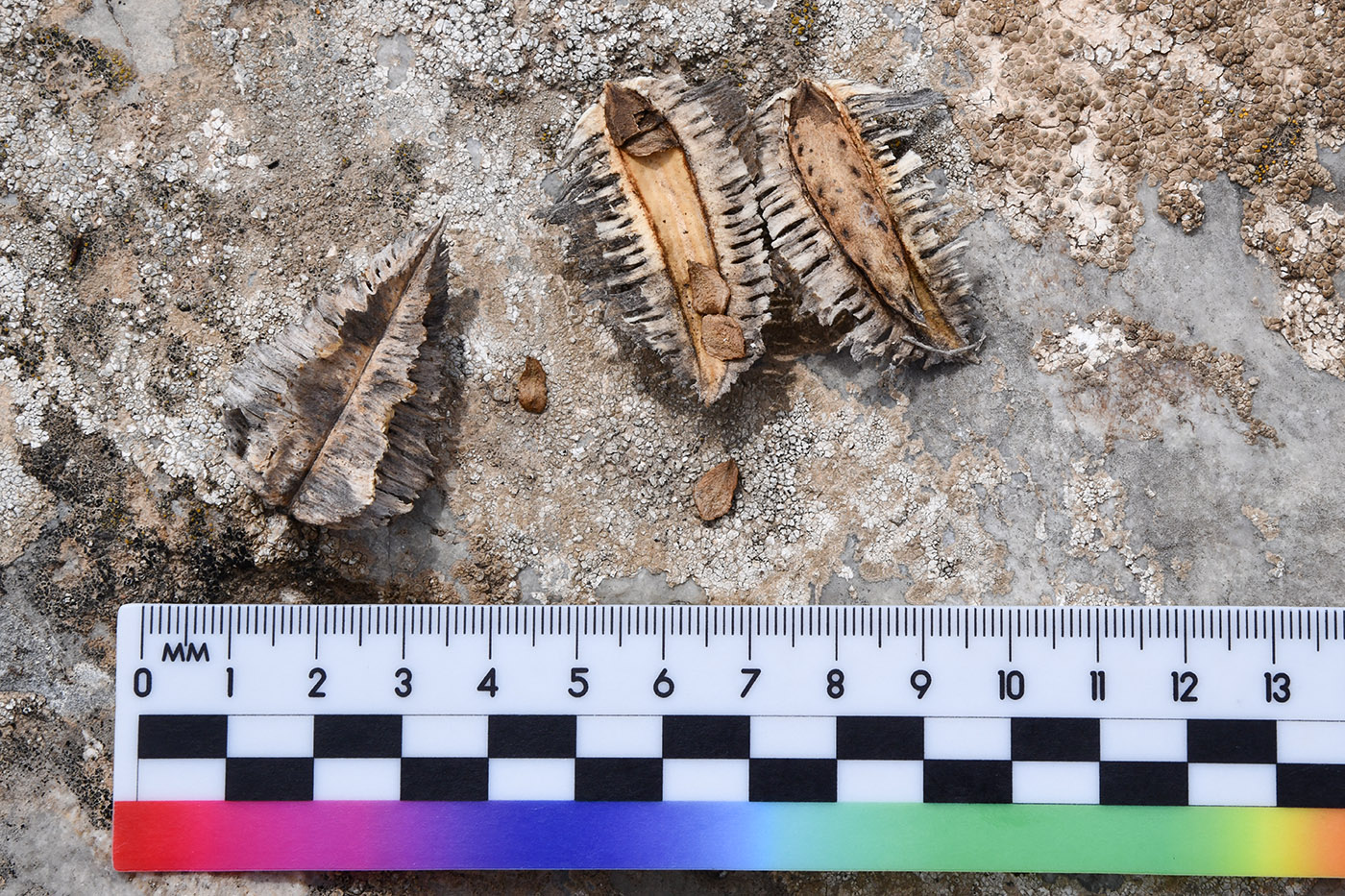 Image of Niedzwedzkia semiretschenskia specimen.