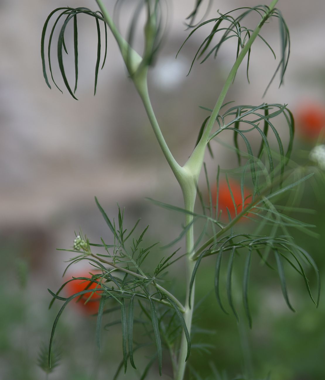 Изображение особи Неопознанный вид.