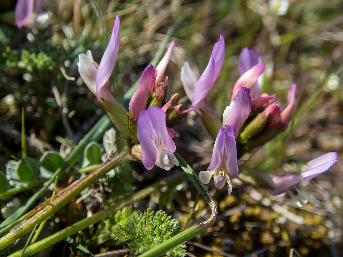 Image of Astragalus suprapilosus specimen.