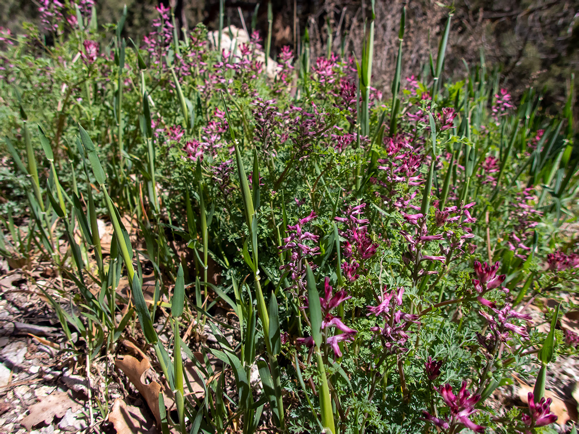 Image of genus Fumaria specimen.
