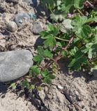 Geranium divaricatum