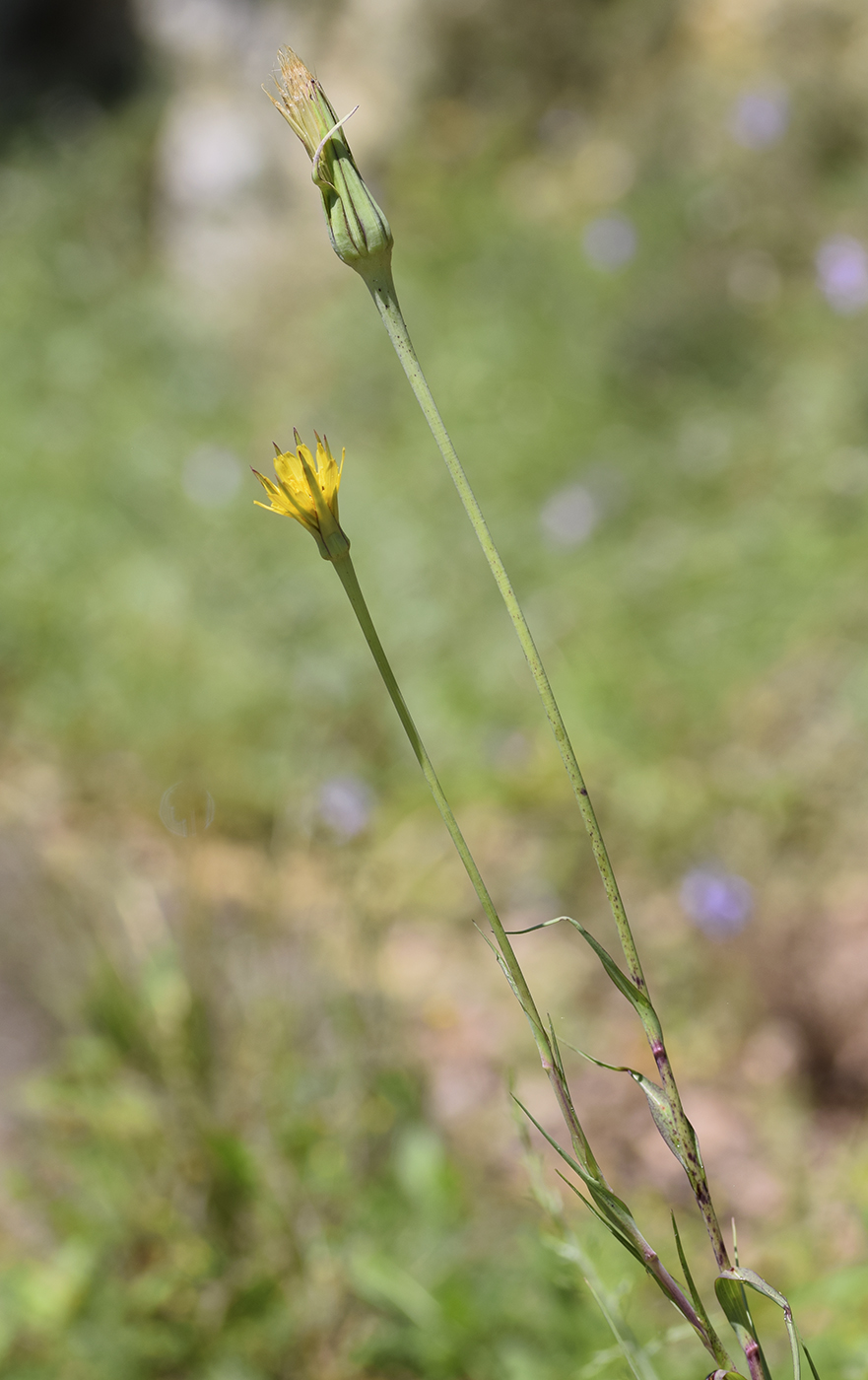 Image of Tragopogon pratensis specimen.