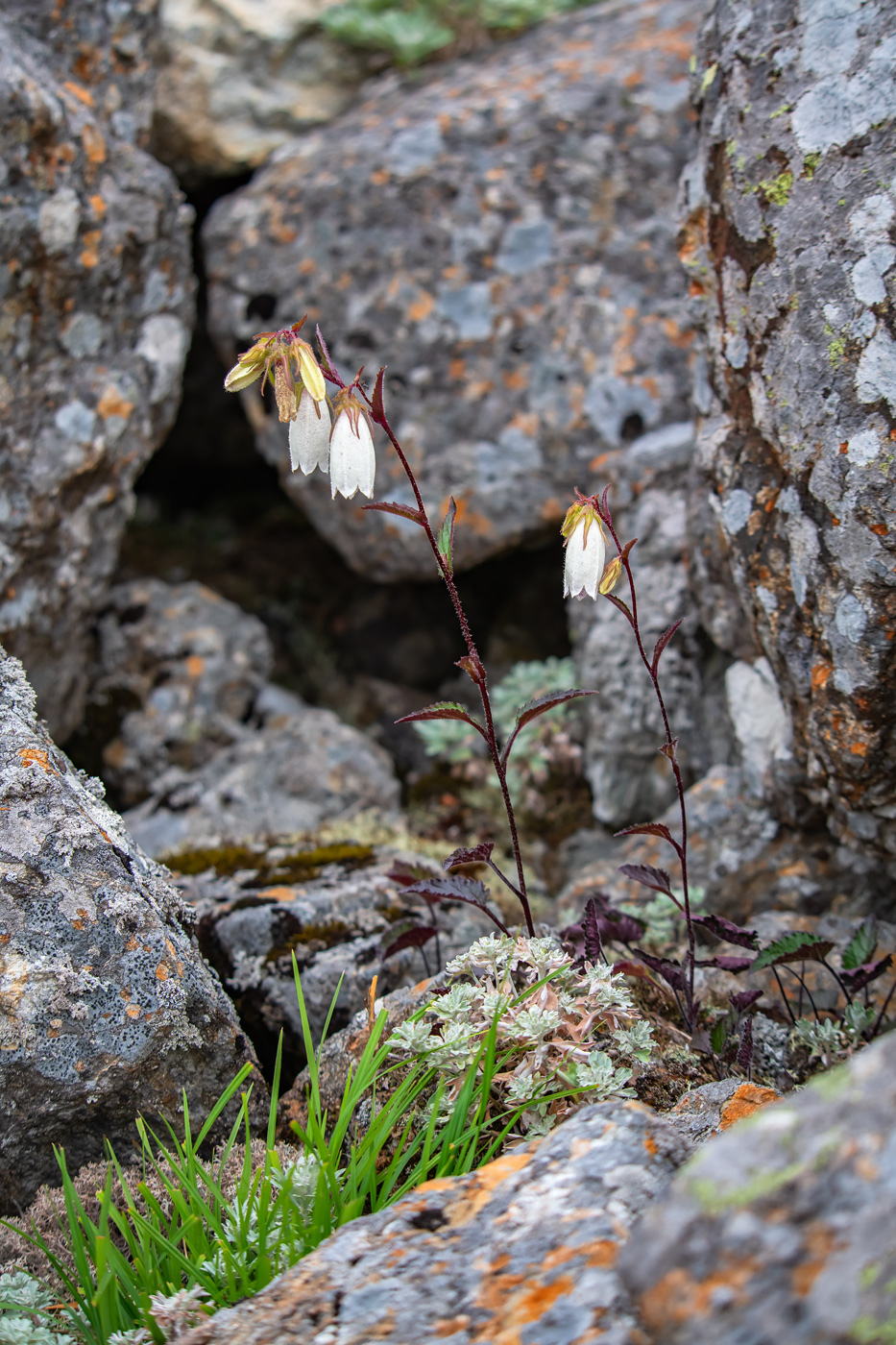 Изображение особи Campanula punctata.