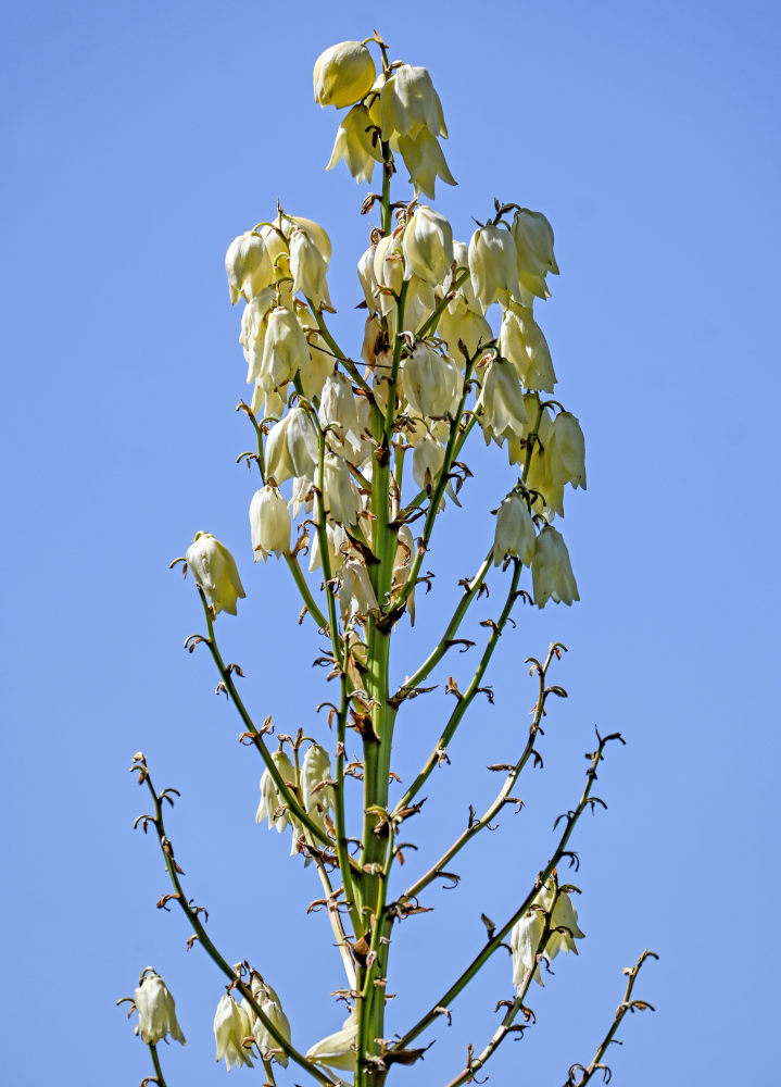 Изображение особи Yucca gigantea.