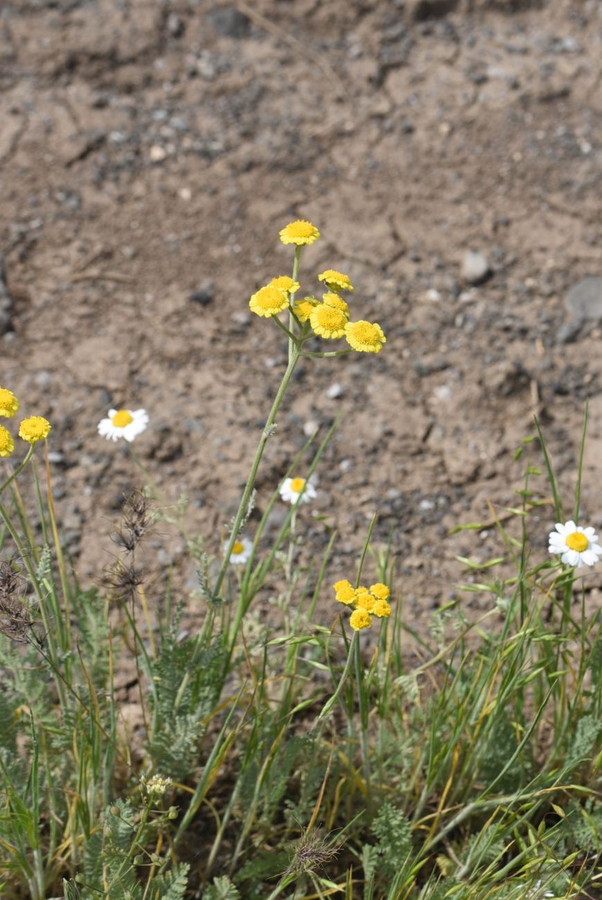 Image of Tanacetum aureum specimen.