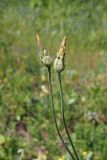 Scorzonera purpurea. Верхушка плодоносящего растения. Ульяновская обл., Мелекесский р-н, окр. с. Лебяжье, сосновый бор на дюнах, вырубка под ЛЭП. 09.06.2024.