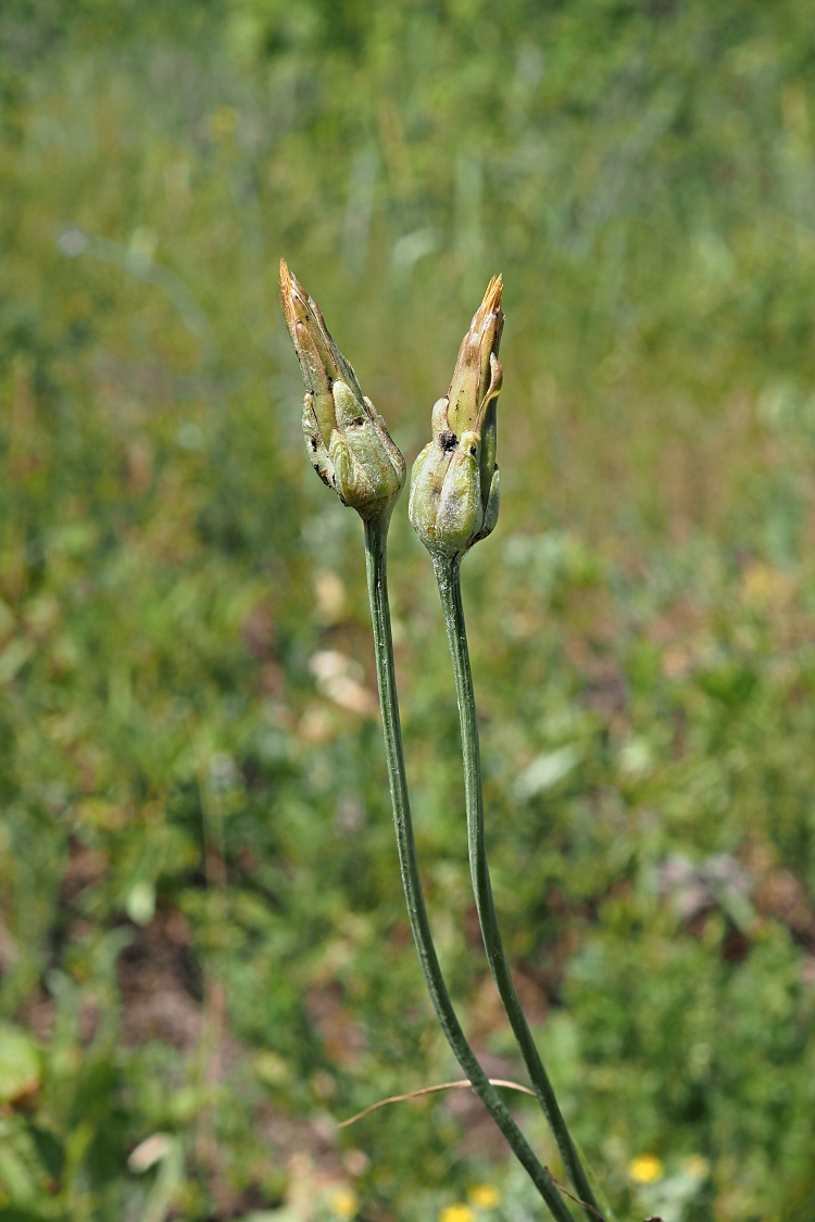 Изображение особи Scorzonera purpurea.
