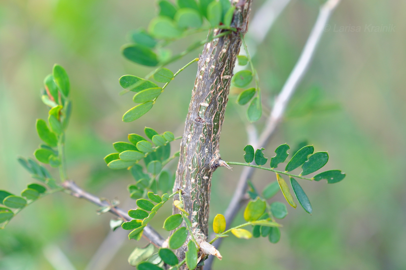 Изображение особи семейство Fabaceae.