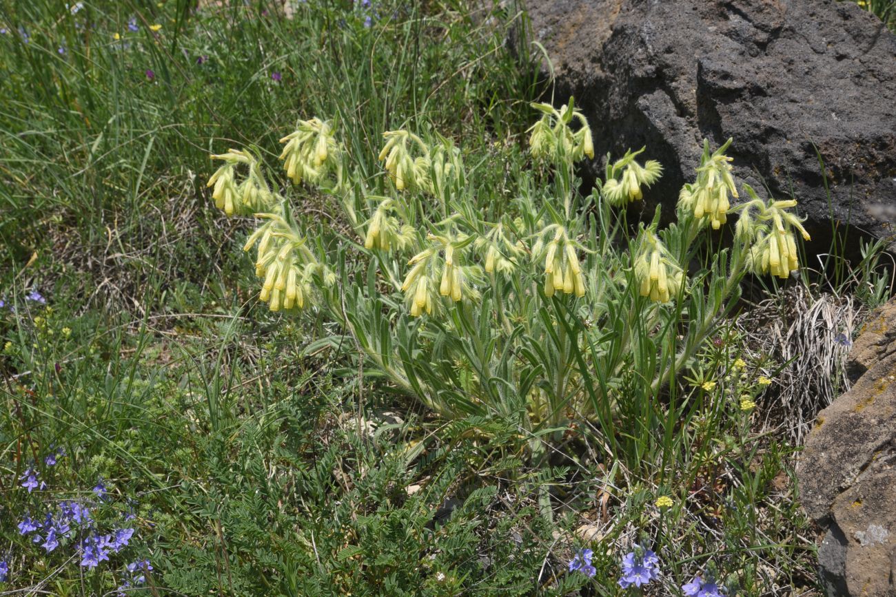 Image of genus Onosma specimen.