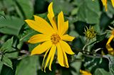 Helianthus tuberosus
