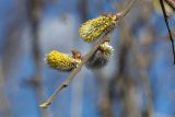 Salix caprea. Верхушка побега с соцветиями. Мурманск, Октябрьский р-н, смешанный лес. 04.05.5026.