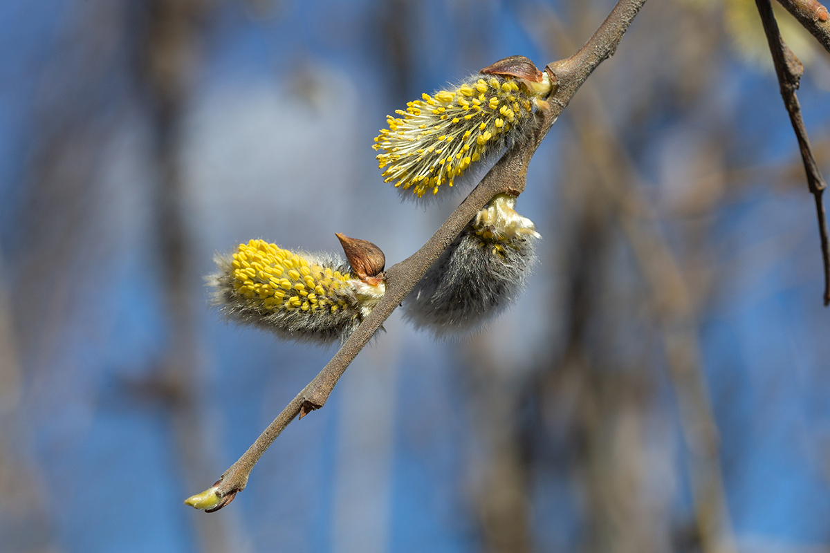 Image of Salix caprea specimen.