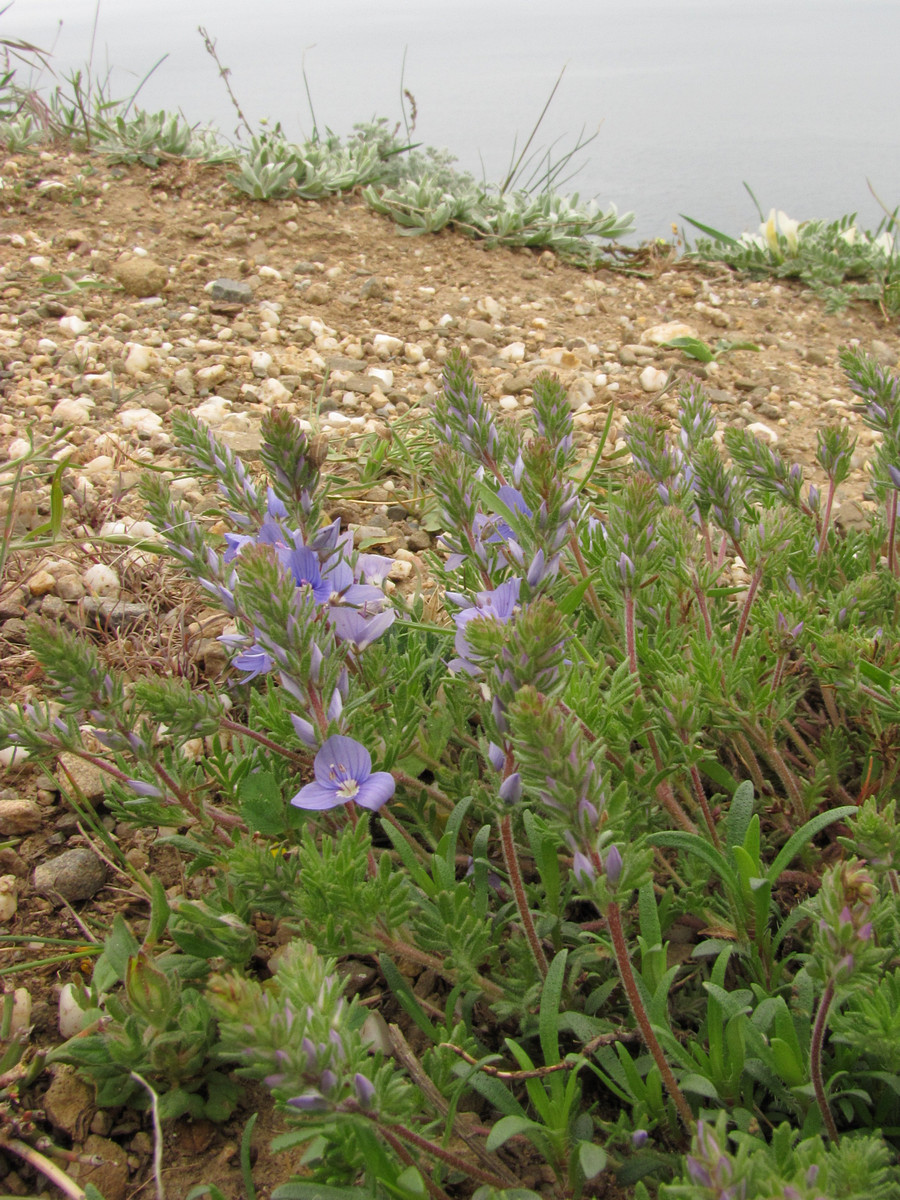 Изображение особи Veronica capsellicarpa.