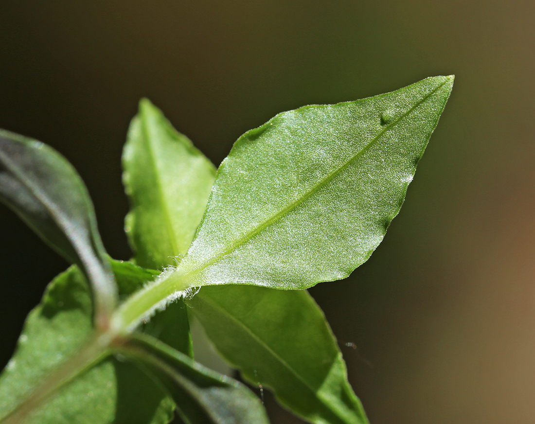 Image of Pseudostellaria heterophylla specimen.