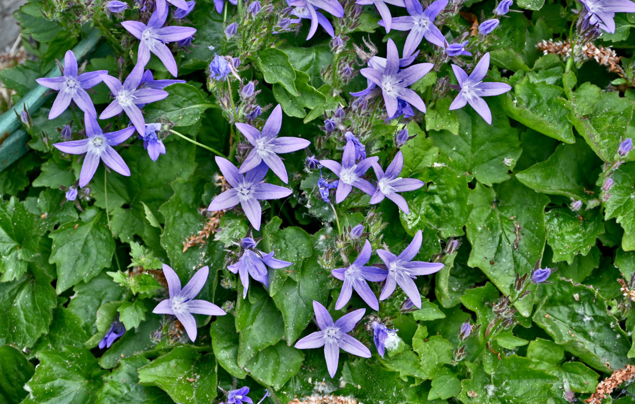 Изображение особи Campanula garganica.