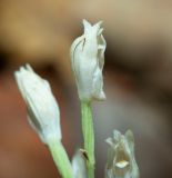 Cephalanthera longibracteata
