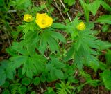 Trollius riederianus. Цветущее растение. Хабаровский край, р-н имени Лазо, массив горы Ко, выс. ≈ 1450 м н.у.м., еловый лес. 22.06.2026.