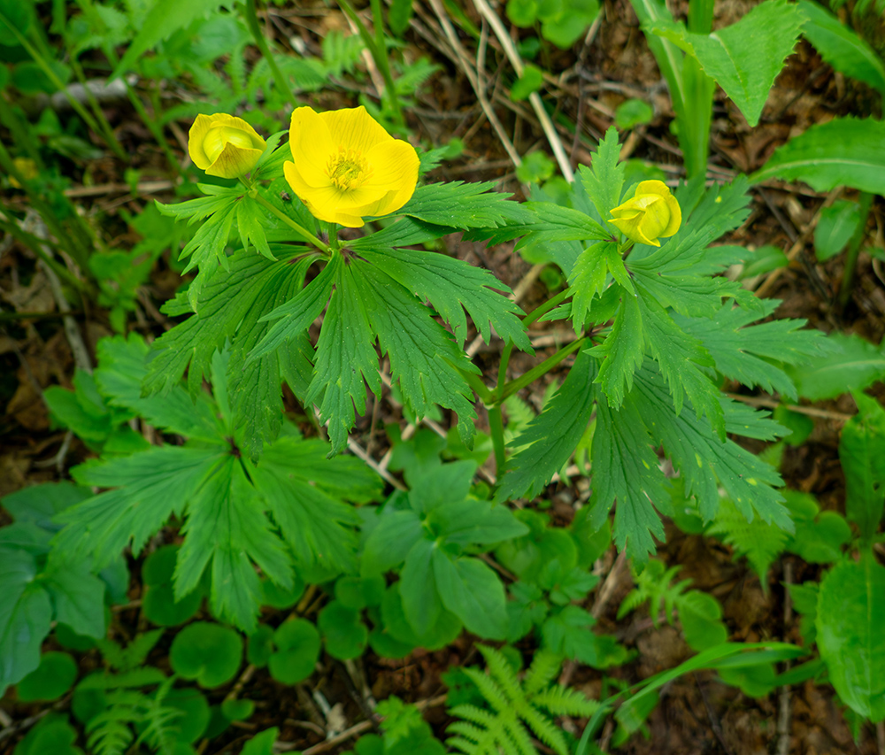 Image of Trollius riederianus specimen.