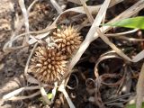 Sparganium emersum. Прошлогодние соплодия. Хабаровский край, г. Комсомольск-на-Амуре, заболоченная обочина дороги. 23.05.2026.