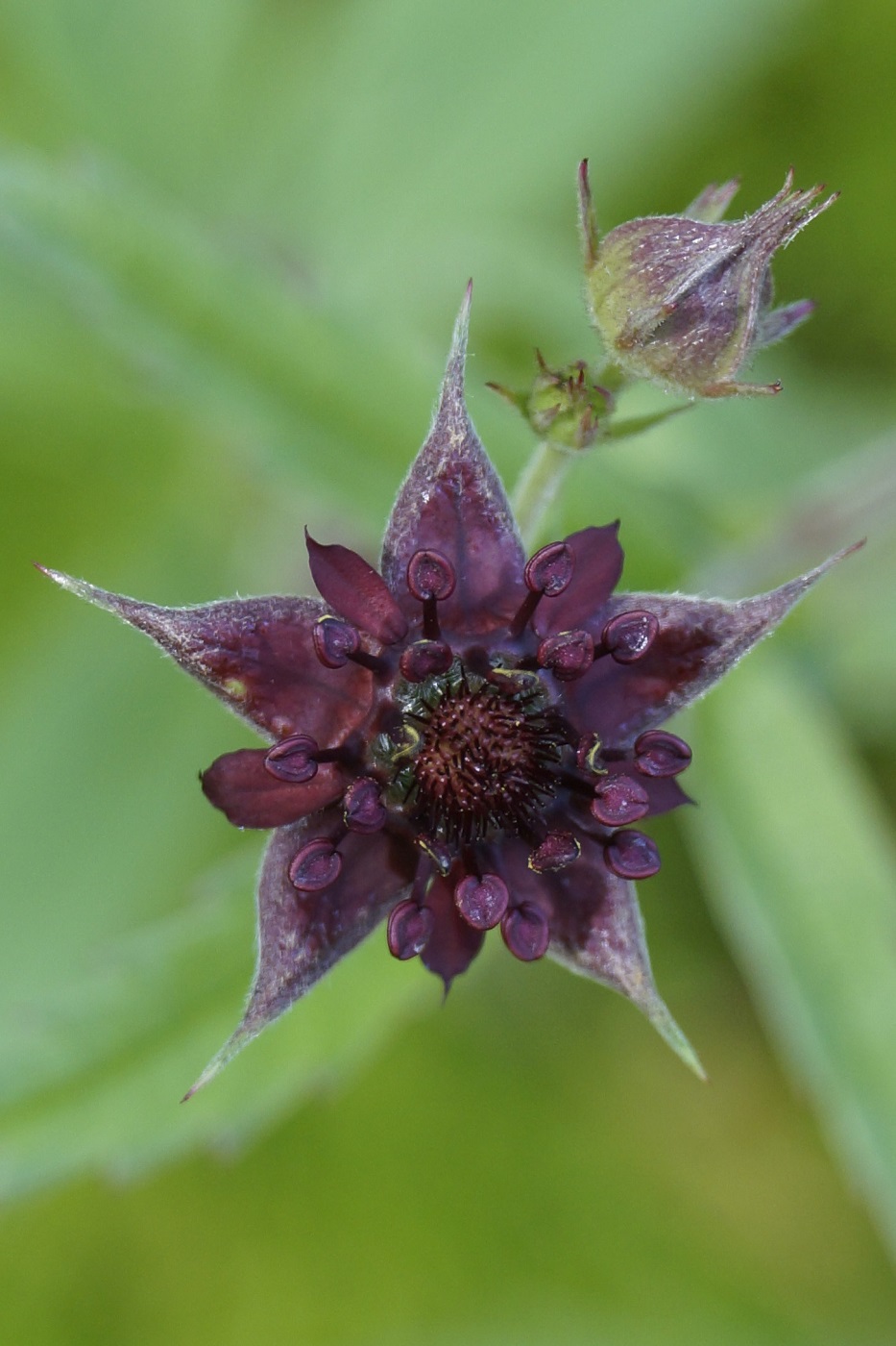 Image of Comarum palustre specimen.