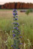 Echium vulgare