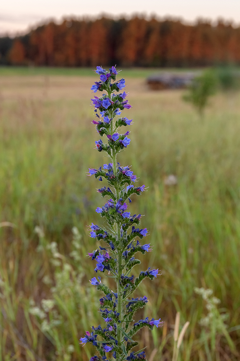 Image of Echium vulgare specimen.