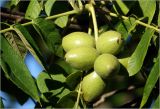 Juglans mandshurica. Соплодие с созревающими плодами. Московская обл., Раменский р-н, окр. дер. Хрипань, садовый участок. 17.07.2026.