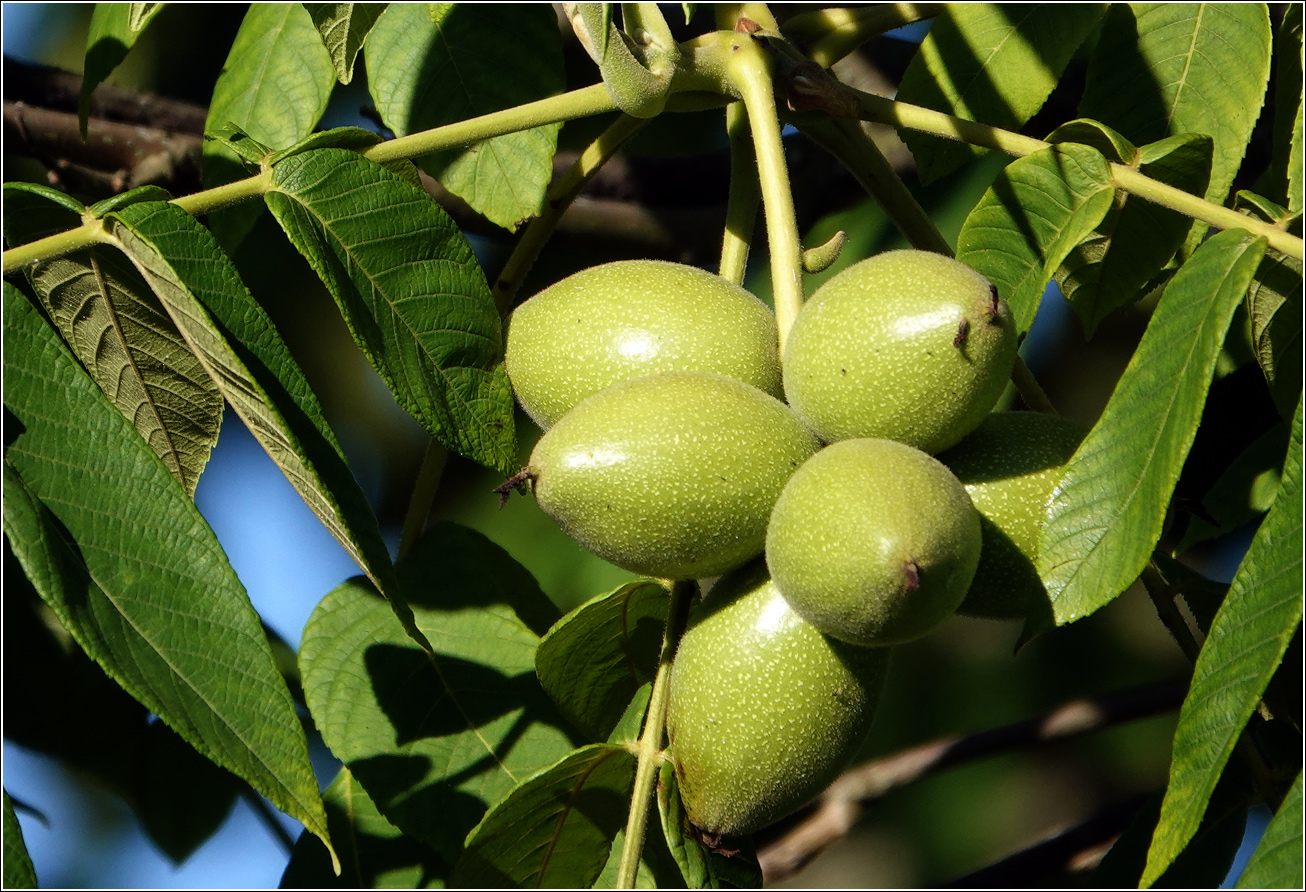 Image of Juglans mandshurica specimen.