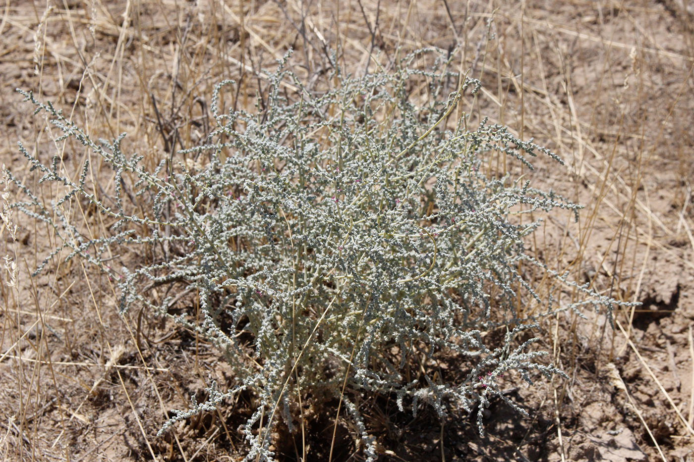 Image of Unknown species specimen.